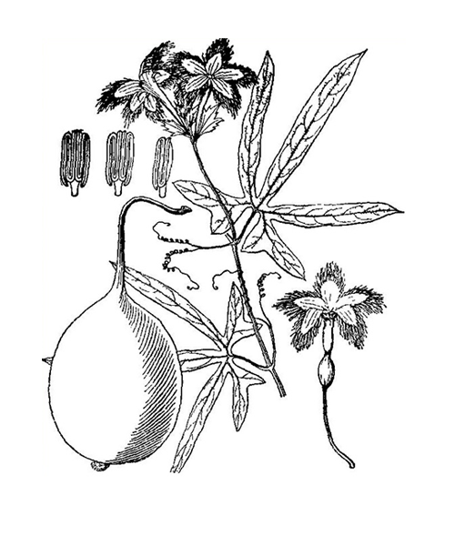 Natural compounds from  Trichosanthes rosthornii